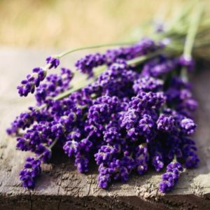 Lavender Candle Making and Soap Fragrance Oil